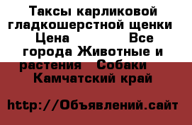 Таксы карликовой гладкошерстной щенки › Цена ­ 20 000 - Все города Животные и растения » Собаки   . Камчатский край